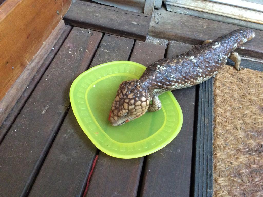 Toodyay Floravalley Bed & Breakfast エクステリア 写真